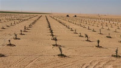 الوادي الجديد تحذر المواطنين من التعامل مع الإعلانات الوهمية لبيع الأراضي