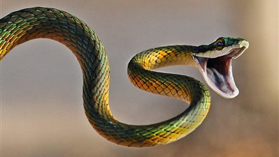 حالته مستقرة.. إصابة طالب بلدغة ثعبان في ملعب الساحة الشعبية بـ طهطا 