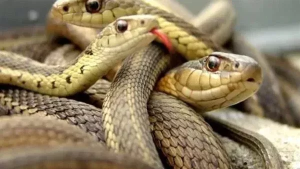  تفسير حلم ثعبان