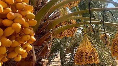 محافظ الوادي الجديد: إنتاج 200 ألف طن تمور سنويا في ظل التوسعات الزراعية