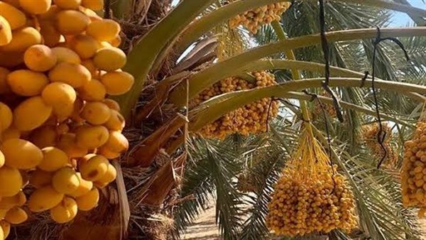 محصول البلح بالوادى