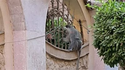 هروب قردين من أحد محلات بيع الحيوانات في المحلة