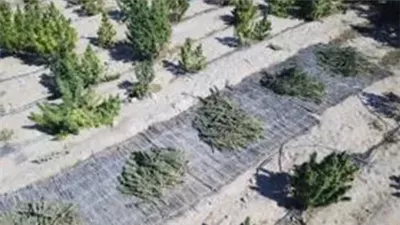 زراعة بورسعيد: 8 أسباب تجعلك تستخدم الخل في الزراعات المنزلية