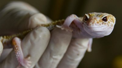 تفسير حلم البرص في البيت وقتله