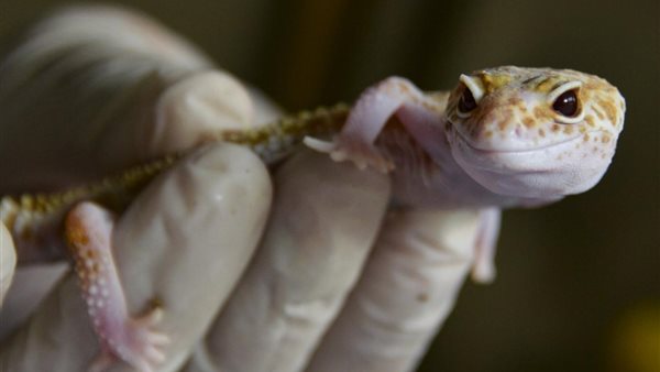 تفسير حلم البرص في