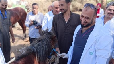 محافظة الجيزة: علاج وفحص 1170 حصانا وجملا بالمنطقة الأثرية بسقارة 