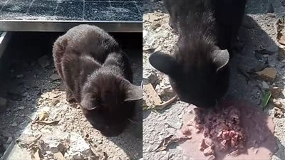 يا رب رجعهم ليا.. شاب لبناني يبكي على فقدان قطط إثر قصف إسرائيلي على منزله