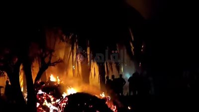 دون إصابات بشرية.. السيطرة على حريق نشب في أشجار نخيل بالمنيا| صور