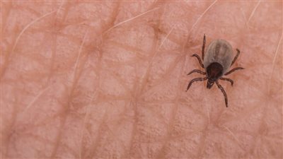 دراسة: ارتفاع حالات الإصابة بمرض البابيزيا في  أمريكا بين عامي 2017 و2022