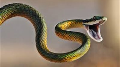 استر يارب| تفسير رؤية الثعبان في المنام بين الخير والشر