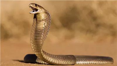 فرج أم أذى؟.. تفسير رؤية الثعبان في المنام للمتزوجة والحامل