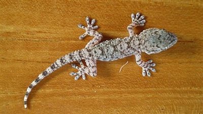 تفسير البرص في الحلم للعزباء.. ما التصرف السليم بعد هذا المنام؟