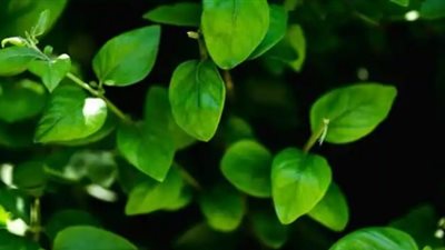 فوائد سحرية للمورينجا في تنظيم مستويات السكر المرتفعة بالدم.. اعرفها