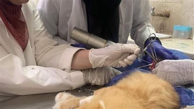 سقط من الطابق الرابع.. فريق بيطري بالغربية ينجح في إجراء عملية جراحية لقط