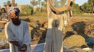 الذهب المنثور بأرض الصعيد.. بدء حصاد وتنفيض السمسم بالأقصر وسط فرحة المزراعين