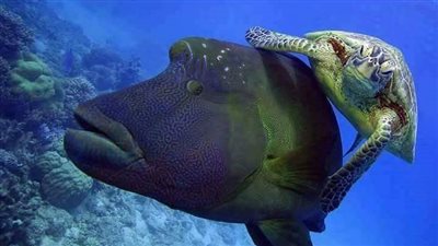 وزنها يصل إلى 200 كيلو جرام.. تعرف على سمكة نابليون المهددة بخطر الانقراض