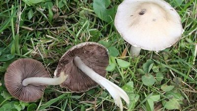 بعد إصابة 11 فردا.. ما طبيعة الفطر السام ومخاطره الصحية؟