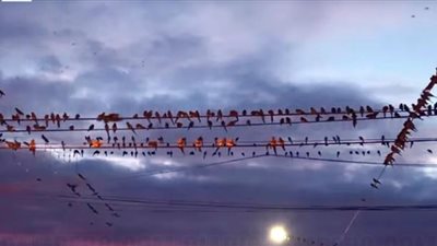 غزو ببغاوات على الأرجنتين يلحق أضرارًا بملايين الدولارات