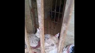 مجمعين الكلاب في شكاير.. أول تعليق من طب بيطري القاهرة على واقعة تقييد حيوانات داخل الكلية| صور