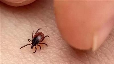 ينتقل من القراد.. فيروس جديد يثير الذعر في الصين ومخاوف من انتشاره عالميا 