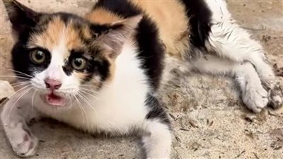 القطط لم تسلم من غدر الاحتلال.. لبناني يطلق مبادرة لمساعدة حيوانات تعرضت للقصف الإسرائيلي