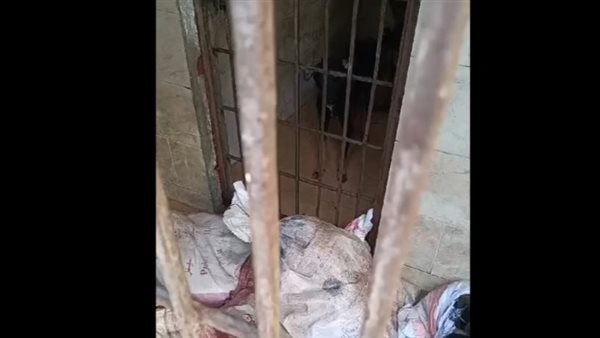 طب بيطري جامعة القاهرة