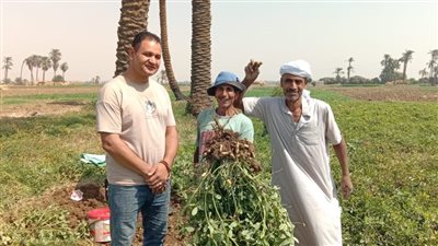 بشاير الخير هلت.. فرحة المزارعين بحصاد محصول الفول السوداني في سوهاج | صور
