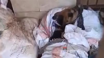 أول بلاغ ضد عميدة طب بيطري جامعة القاهرة بسبب واقعة تعذيب الكلاب| صور