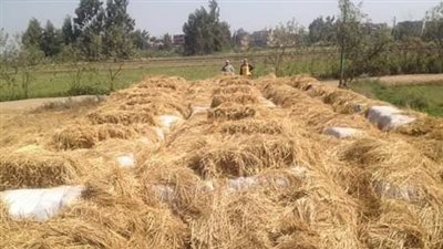 الزراعة تعلن انتهاء موسم حصاد الأرز.. وإنتاج أكثر من 30 ألف طن أسمدة