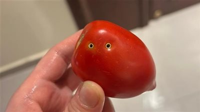 الزراعة: أهداف خبيثة وراء نشر شائعة عض الثعابين للطماطم