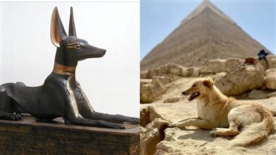 يلتقط طعامه حول المقابر.. ننشر القصة الكاملة لـ كلب الأهرامات وعلاقته بـ المعبود أنوبيس