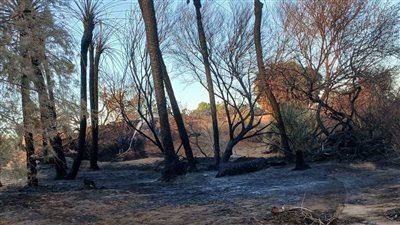 نشوب حريق بإحدى مزارع النخيل في الوادي الجديد | صور