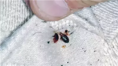 أولياء أمور يمنعون أبناءهم من الحضور للمدرسة بالتجمع بسبب انتشار البق.. والتعليم ترد