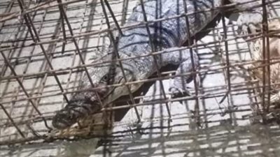 العثور على تمساح داخل مصرف مائي في واحة سيوة بمطروح