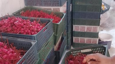 تفاصيل ضبط أكثر من نصف مليون مصاصة مجهولة المصدر في القليوبية |صور