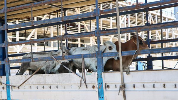 عجول تسمين بميناء