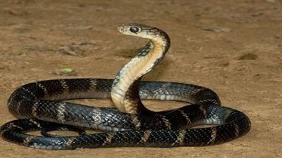 أهربي منه.. تفسير رؤية الثعبان في المنام للمتزوجة