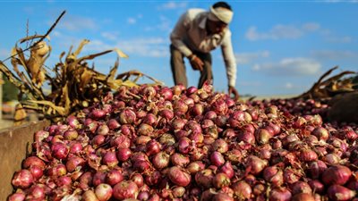 الأحمر بـ 21 جنيها.. سعر كيلو البصل اليوم