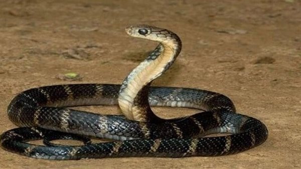  تفسير رؤية الثعبان