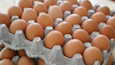 شعبة الدواجن: ثمن كرتونة البيض أقل من 100 جنيه.. والأسعار تراجعت 45%