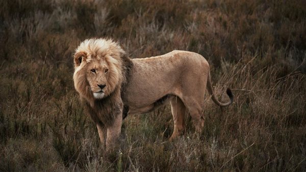 ما تفسير رؤية الأسد