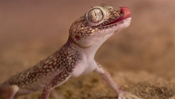 تفسير حلم البرص للمسحور