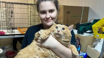 وفاة القط الأكثر بدانة في العالم.. والأطباء: الدهون أخفت إصابته بأورام سرطانية 