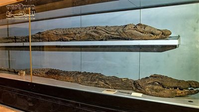 المتحف المصري بالتحرير يعرض مومياء تمساح النيل الكبير | صور