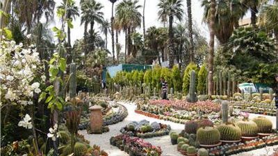 الزراعة عن واقعة حديقة الأورمان: الأشجار التاريخية لها خصوصية كبيرة