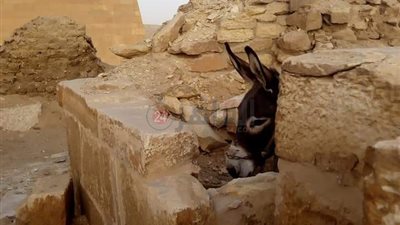 رابطين الحمار وسط الآثار.. إهمال بمنطقة آثار أبو صير بالجيزة | صور