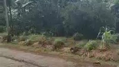 الشتاء هجم فجأة.. أمطار غزيرة تضرب محافظة المنوفية | بث مباشر