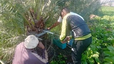 زراعة بورسعيد: مكافحة سوسة أشجار النخيل الحمراء.. واستعدادات لموسم البنجر 