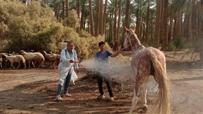 الزراعة تعالج 1500 حيوان بمنطقة سقارة ضمن رعاية الحيوانات الأليفة بالمناطق السياحية