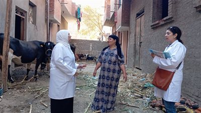 تحصين 5750 رأس ماشية ضد مرض الحمى القلاعية والوادي المتصدع بالفيوم